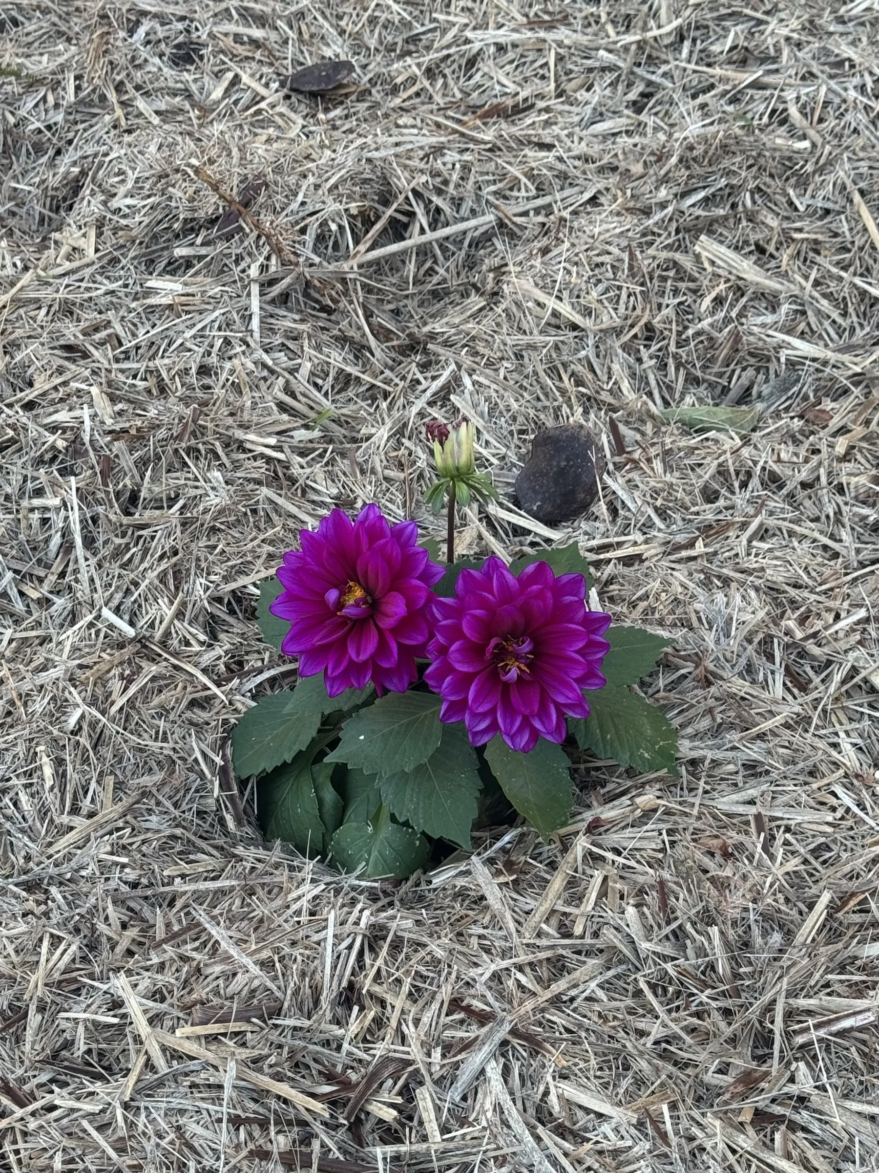 Bright magenta dahlias flowering in a freshly mulched garden bed, a finishing detail on a Southern Downs landscaping job